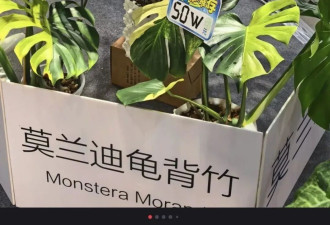 一株绿植100万，中产“销金窟”又出王炸？