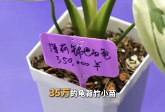 一株绿植100万，中产“销金窟”又出王炸？