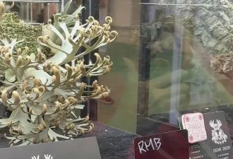 一株绿植100万，中产“销金窟”又出王炸？