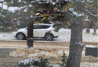 多伦多冬天的第一场雪后，家门口蹲了一个侦探！