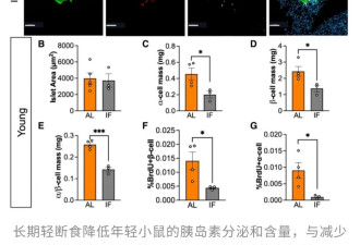 轻断食翻车，再添新证！死亡风险飙升135%
