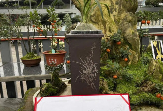 200万一盆！“天价兰花”谁在买？