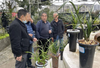 200万一盆！“天价兰花”谁在买？