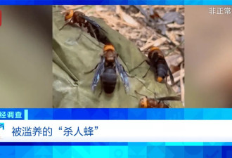"杀人蜂"遭滥养：利润高达10倍