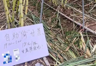 浙江“可偷甘蔗田”成打卡点 老板20天狂赚6000元