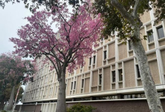 持武士刀杀妻 华女狱中自杀 留下遗书