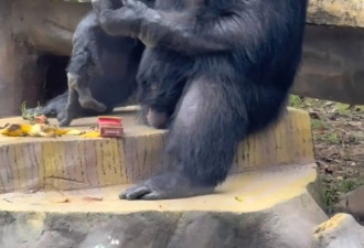 动物园回应大猩猩抽烟：在德国领养家庭染上恶习