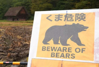 熊今冬不睡了？猎人捕获惊见“无脂肪熊”