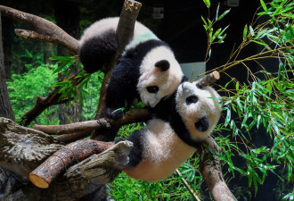 2只“旅日”大猫熊 这次也该回中国了吧？
