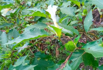 吃完野菜就疯了 张嘴乱咬村里人
