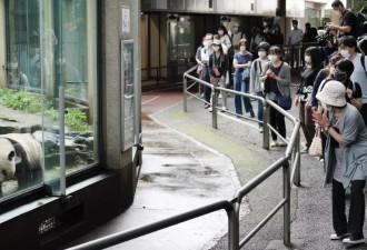 日媒担忧：因高市早苗,日本可能再也看不到大熊猫