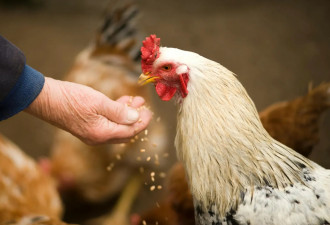 人感染“H5N5型”禽流感身亡！美国现全球首例