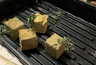租客种大麻 华人房东差点失去房子