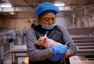 祸不单行！中国猪肉崩盘 还有新病毒流窜
