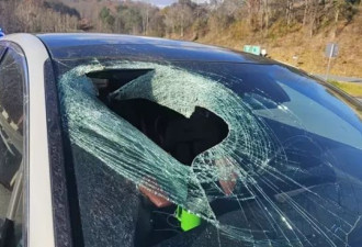 开车上班遭"白头海鸥丢猫尸"砸车,女崩溃:身上都是内脏