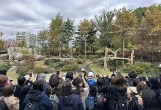 担忧受高市谬论影响，日本游客排长队参观大熊猫
