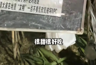 9.9元“偷甘蔗”爆火，人流量暴涨，老板亏出血