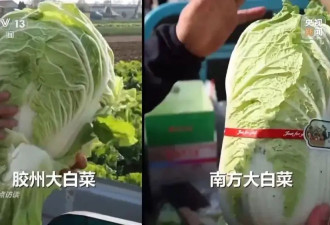 155元一棵白菜？起底“套牌白菜”的套路