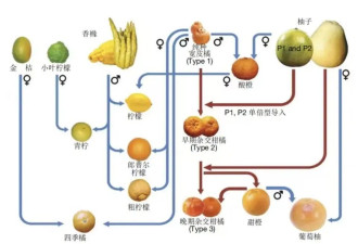 西柚与85种药物“相冲” 赶紧告诉朋友
