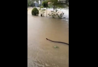 泰国连日暴雨酿灾 竟见巨蛇水中游动