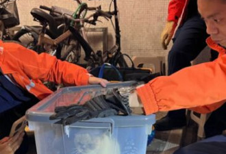 香港大火45只动物身亡 生还宠物找不到主人