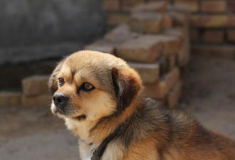 中华田园犬这么好 为什么被禁养