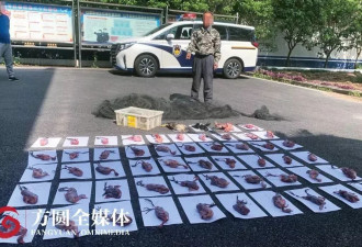 特大野生动物地下交易市场被铲除 10余餐馆老板获刑