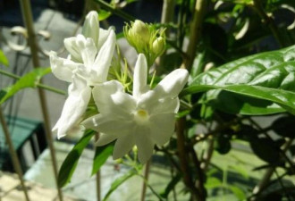 11种可种室内又有幽香的植物