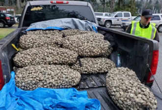 爆料：有人挖了1750磅蛤蜊！超过限量温岛男子遭重罚5000刀