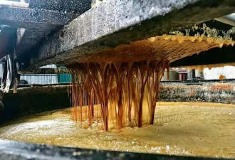 “身价飞升”的地沟油，为何成了香饽饽？