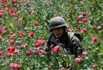 揭秘中国最神秘农作物：武警24小时持枪保护