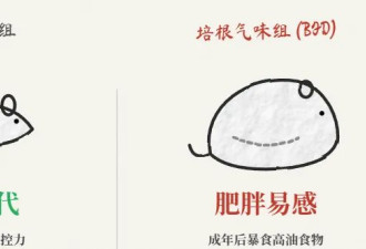 闻高热量食物气味就能长胖，真的？