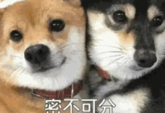 蒸苹果出果冻别慌 不是坏果是宝藏