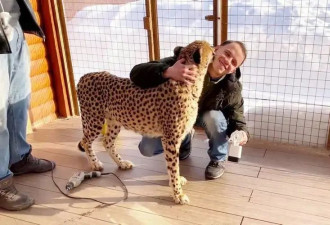 所有猫科动物中 为啥只有猎豹不会主动攻击人