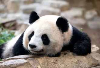 访华结束前把熊猫弄到手 马克龙:此行只有一个遗憾