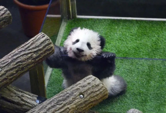 访华结束前把熊猫弄到手 马克龙:此行只有一个遗憾