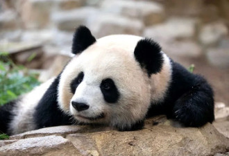 马克龙把熊猫弄到手了
