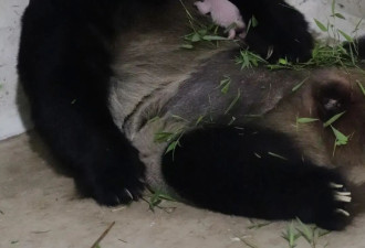 印尼首迎大熊猫幼崽诞生，总统为其起名“骑士”