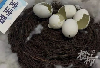 大连一博物馆10枚企鹅蛋遭破坏，博物馆回应