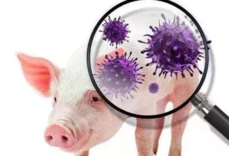 西班牙：非洲猪瘟疫情 不排除为实验室外泄