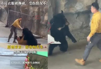 中国动物园黑熊失控！猛扑饲养员游客吓傻