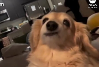 因缺牙总是对人笑！ 全球"最爱笑狗狗Bella"离世