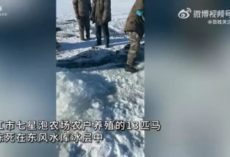 水库现13匹“冰冻马”引关注 瞬间冻死 农户损失30余万