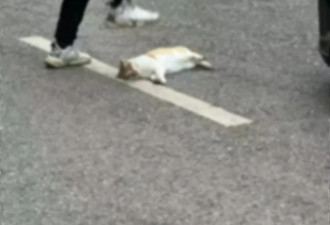 邵阳一高中体育老师当众踩死流浪猫，当地：已停职