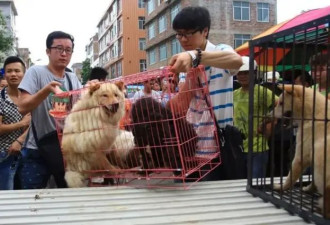 中国宠物投毒刑事公诉第一案：投毒人获刑四年
