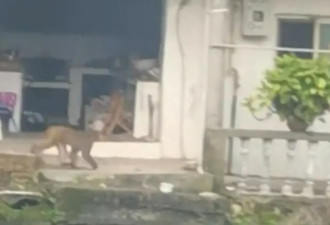 四川内江多地出现猴子 当地并无自然栖息地