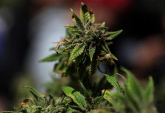 传川普要放宽 大麻类股盘前大涨40%