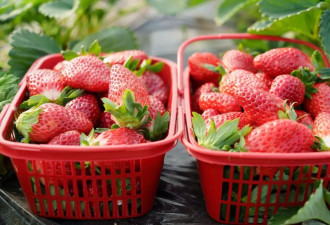 网传“大个草莓是用了膨大剂”？ 真相是这样