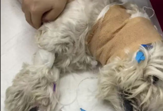 男子小区内投毒致9条犬只死亡,获刑4年！专家解读