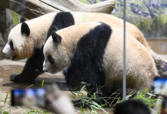 最后两只旅日熊猫下月返华，日本或不再有大熊猫